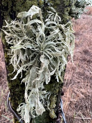 Ramalina subleptocarpha