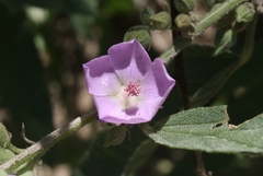 Sphaeralcea angustifolia