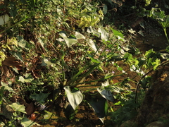 Pontederia vaginalis