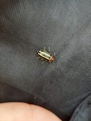 Disonycha glabrata