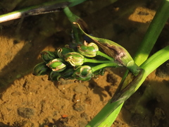 Pontederia vaginalis