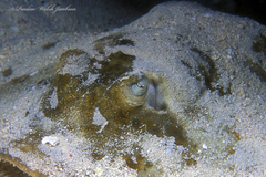 Urobatis jamaicensis