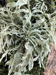 Ramalina subleptocarpha