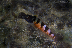 Malacoctenus triangulatus