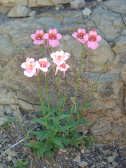 Diascia capsularis