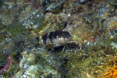 Malacoctenus triangulatus