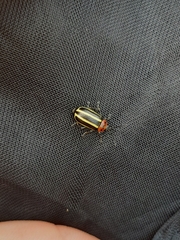 Disonycha glabrata