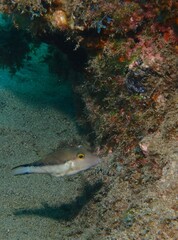 Canthigaster capistrata