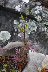 Bidens parviflora