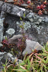Bidens parviflora