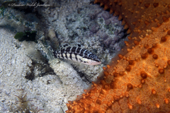 Serranus tigrinus