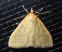 Sitochroa palealis