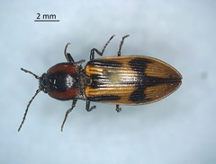 Selatosomus pulcher
