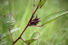 Hibiscus sabdariffa