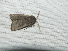Orthosia populeti