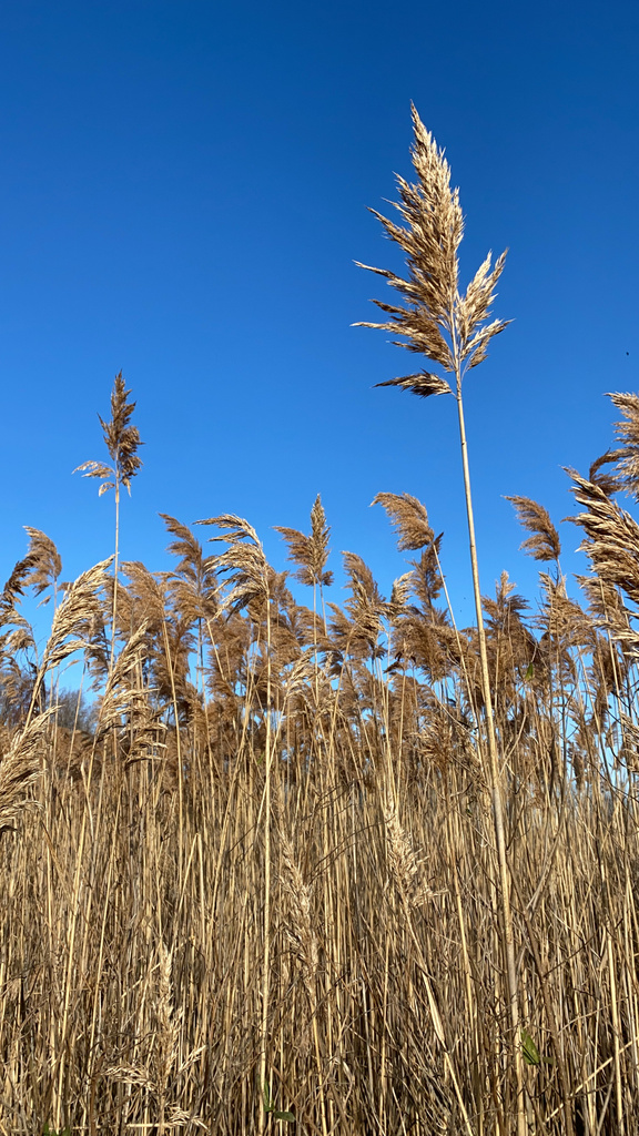 European reed from Kent County, US-DE, US on December 4, 2022 at 10:18 ...