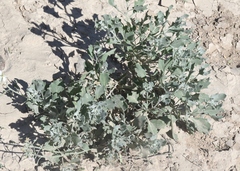 Nerisyrenia camporum