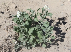 Nerisyrenia camporum