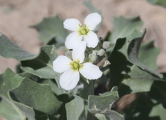 Nerisyrenia camporum