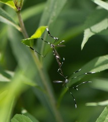 Bittacomorpha clavipes