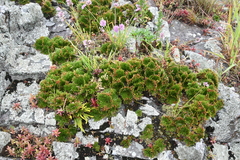 Selaginella tamariscina