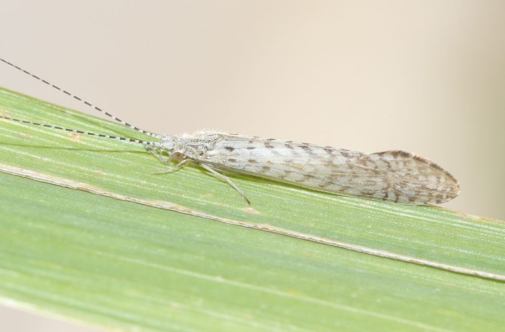 Nectopsyche gracilis