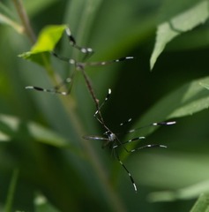Bittacomorpha clavipes