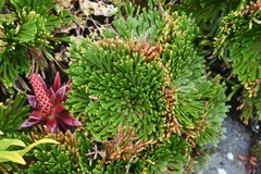 Selaginella tamariscina