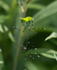 Bittacomorpha clavipes