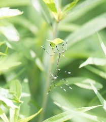 Bittacomorpha clavipes