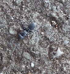 Cephalotes