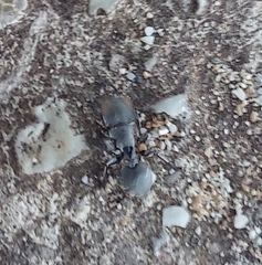 Cephalotes