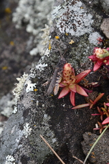 Orostachys maximowiczii