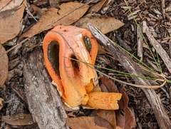 Clathrus columnatus
