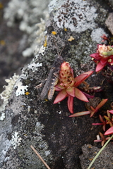 Orostachys maximowiczii