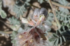 Dalea mollissima