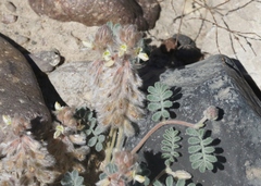 Dalea mollissima