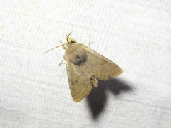 Orthosia populeti