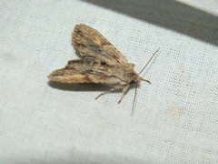 Lithophane socia