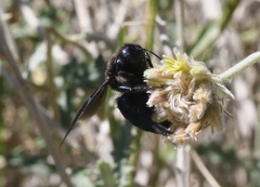 Xylocopa californica arizonensis