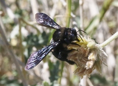 Xylocopa californica arizonensis