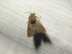 Orthosia populeti