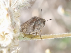 Sphyrocoris obliquus