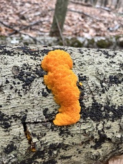 Dacrymyces