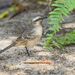 Mimus saturninus arenaceus - Photo (c) Allan Hopkins, some rights reserved (CC BY-NC-ND)