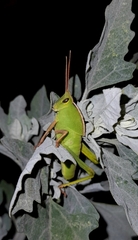 Staleochlora viridicata