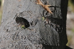 Chrysobothris octocola