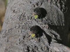 Chrysobothris octocola