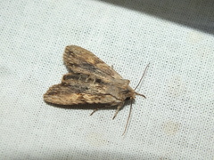 Lithophane socia