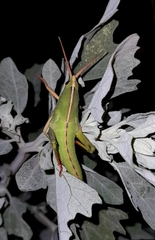 Staleochlora viridicata